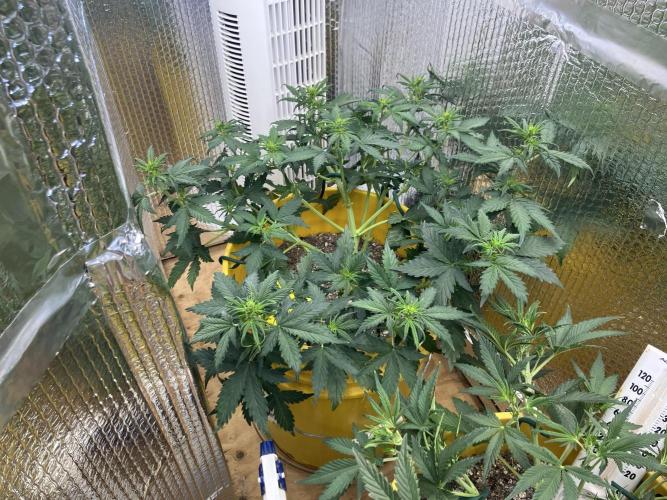 Gorilla Cookies Auto Fast Buds. Week 4