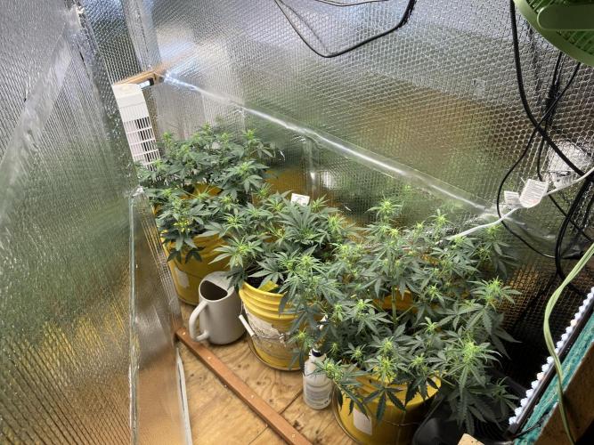 Gorilla Cookies Auto Fast Buds. Week 5