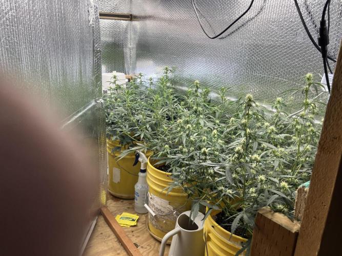 Gorilla Cookies Auto Fast Buds. Week 5