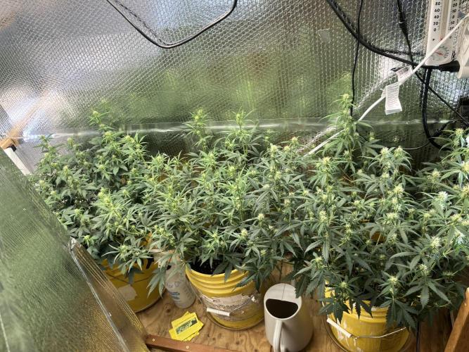 Gorilla Cookies Auto Fast Buds. Week 5