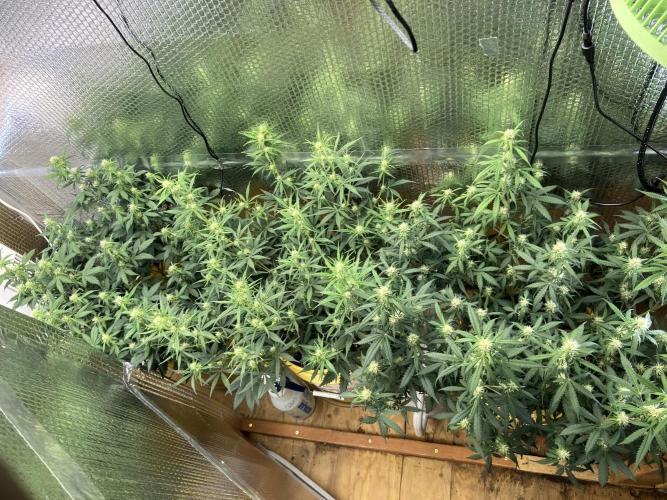 Gorilla Cookies Auto Fast Buds. Week 6