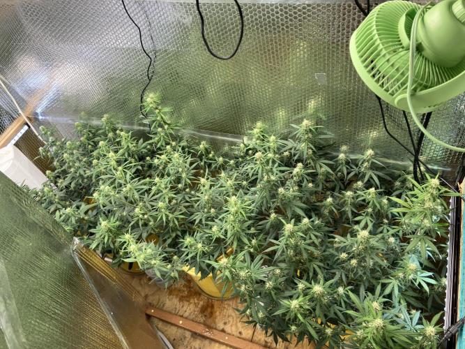 Gorilla Cookies Auto Fast Buds. Week 6