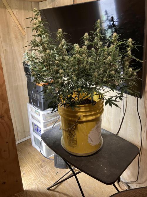 Gorilla Cookies Auto Fast Buds. Week 6