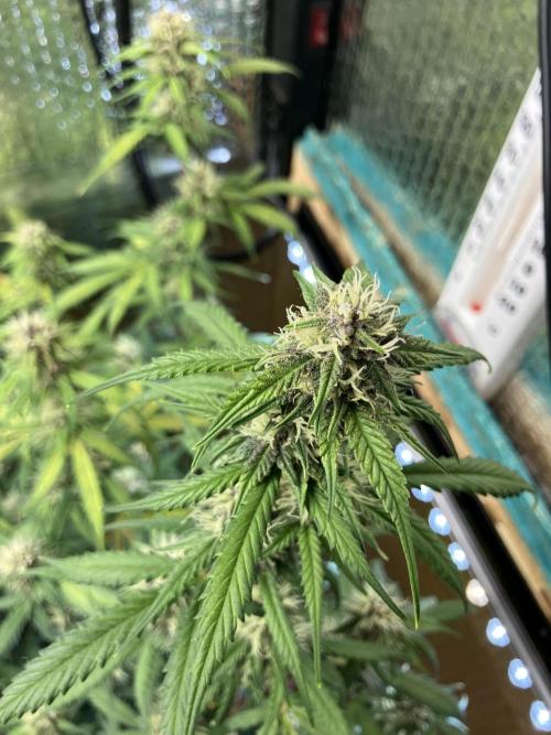 Gorilla Cookies Auto Fast Buds. Week 7