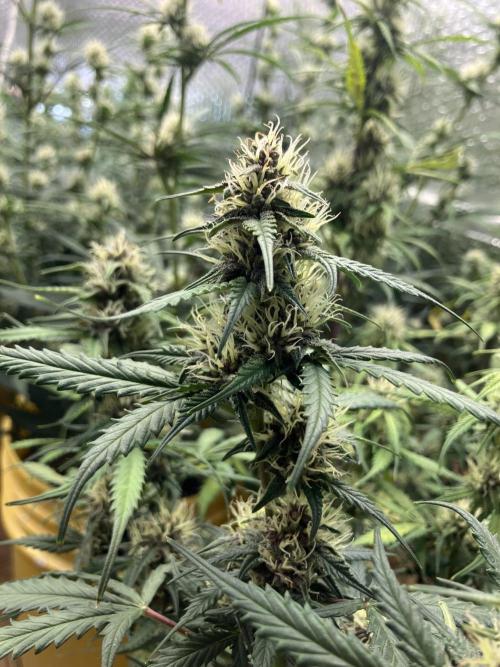 Gorilla Cookies Auto Fast Buds. Week 7