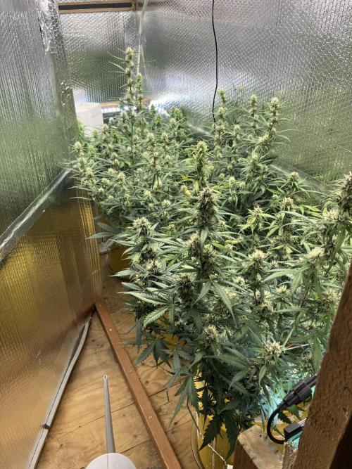 Gorilla Cookies Auto Fast Buds. Week 7