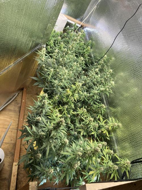 Gorilla Cookies Auto Fast Buds. Week 7