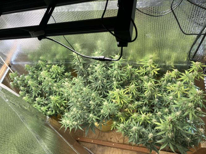 Gorilla Cookies Auto Fast Buds. Week 7