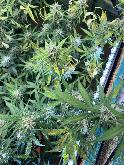 Gorilla Cookies Auto Fast Buds. Week 7