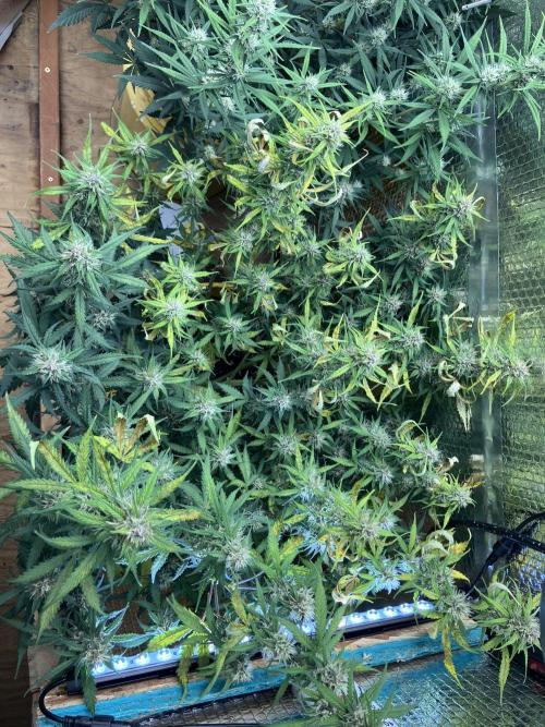 Gorilla Cookies Auto Fast Buds. Week 7