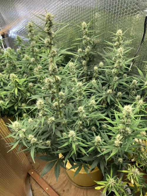 Gorilla Cookies Auto Fast Buds. Week 7