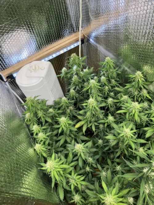 Gorilla Cookies Auto Fast Buds. Week 7