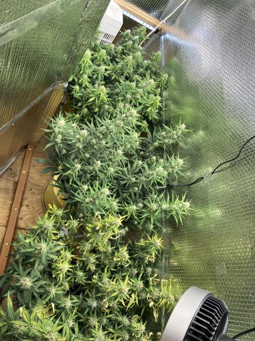 Gorilla Cookies Auto Fast Buds. Week 7