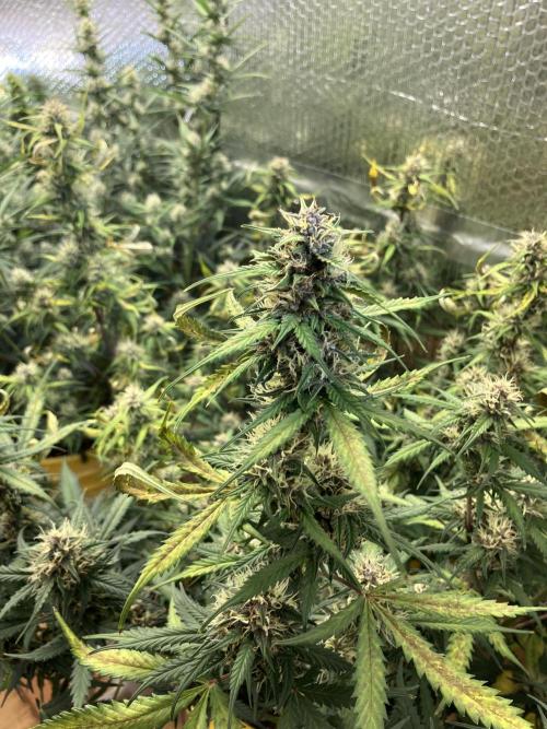 Gorilla Cookies Auto Fast Buds. Week 8