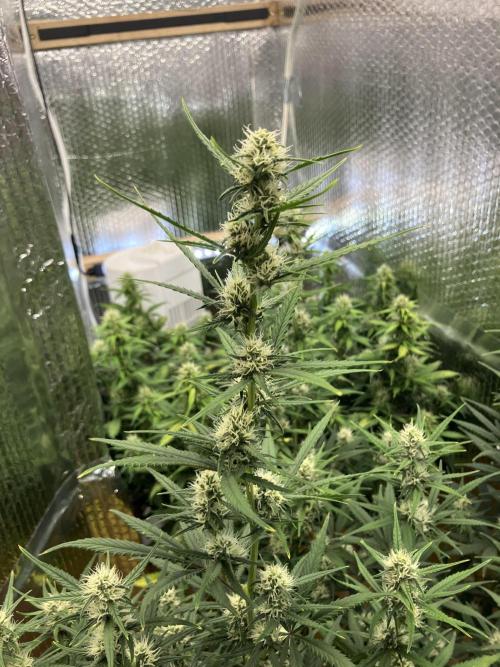 Gorilla Cookies Auto Fast Buds. Week 8