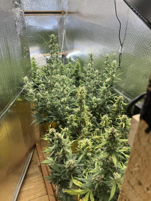 Gorilla Cookies Auto Fast Buds. Week 8