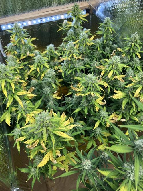 Gorilla Cookies Auto Fast Buds. Week 8