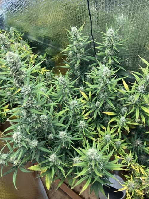 Gorilla Cookies Auto Fast Buds. Week 8