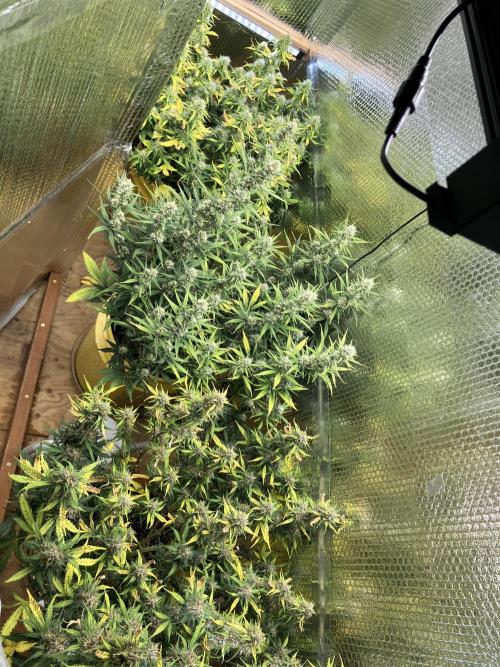 Gorilla Cookies Auto Fast Buds. Week 8