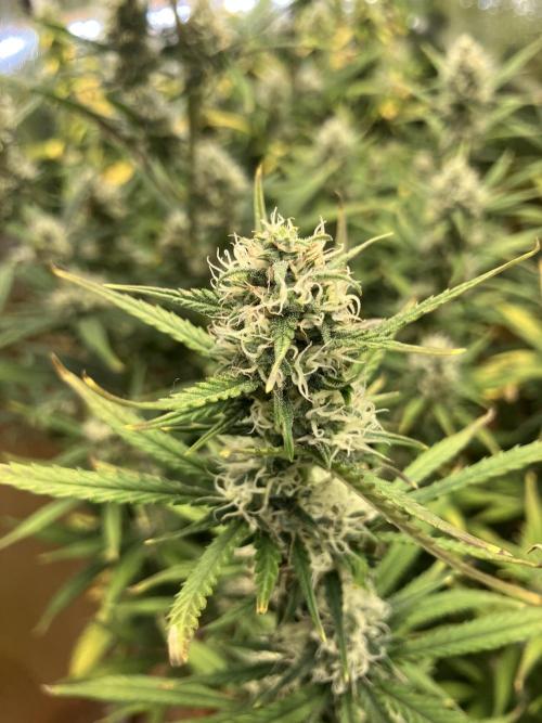 Gorilla Cookies Auto Fast Buds. Week 8