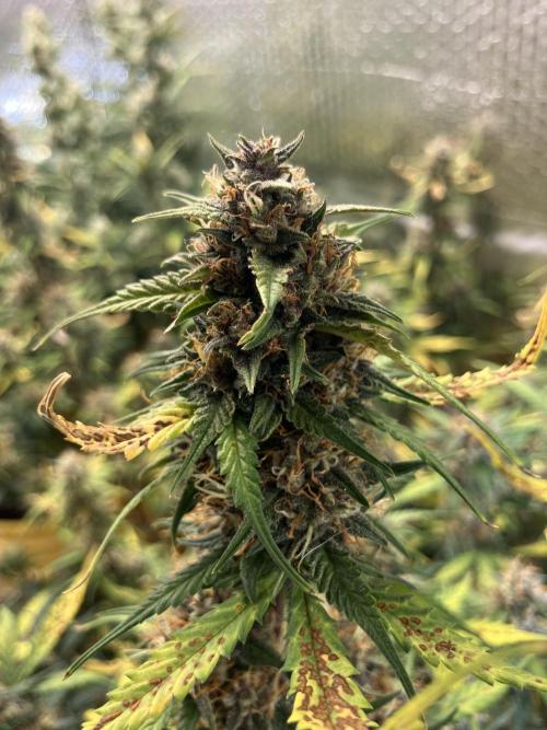 Gorilla Cookies Auto Fast Buds. Week 8