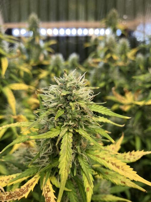 Gorilla Cookies Auto Fast Buds. Week 8