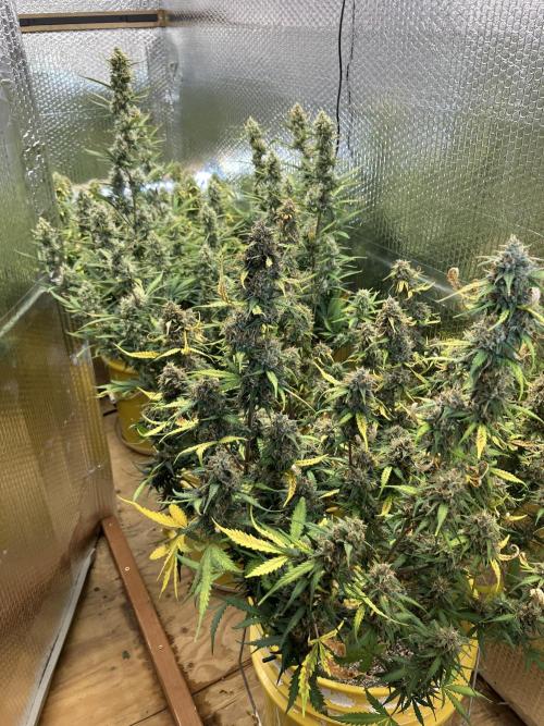 Gorilla Cookies Auto Fast Buds. Week 9