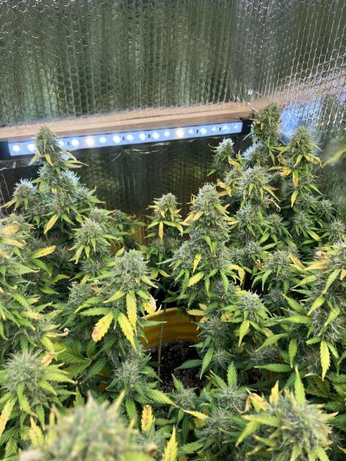 Gorilla Cookies Auto Fast Buds. Week 9