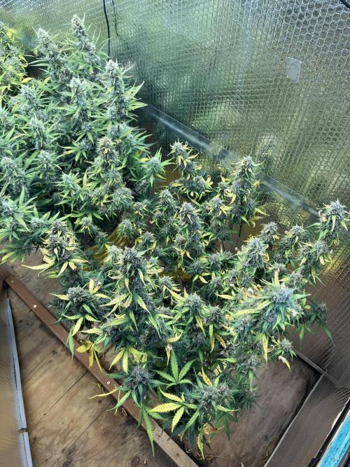 Gorilla Cookies Auto Fast Buds. Week 9