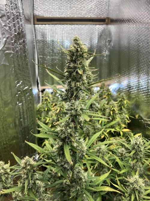 Gorilla Cookies Auto Fast Buds. Week 9