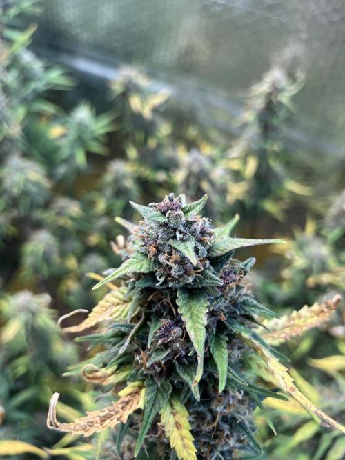 Gorilla Cookies Auto Fast Buds. Week 9