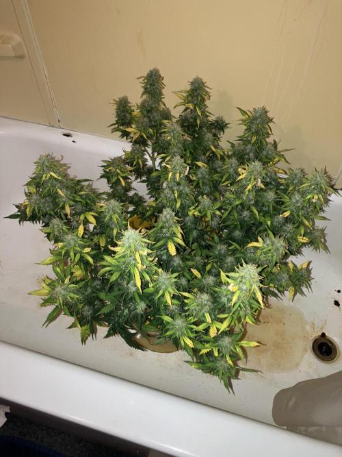 Gorilla Cookies Auto Fast Buds. Week 9