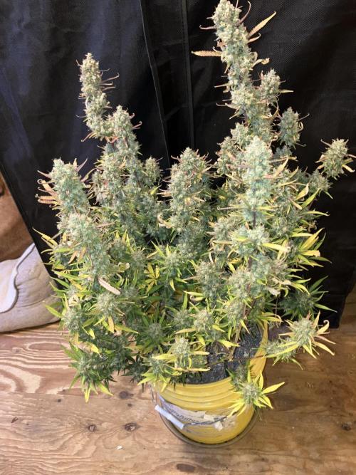 Gorilla Cookies Auto Fast Buds. Week 10