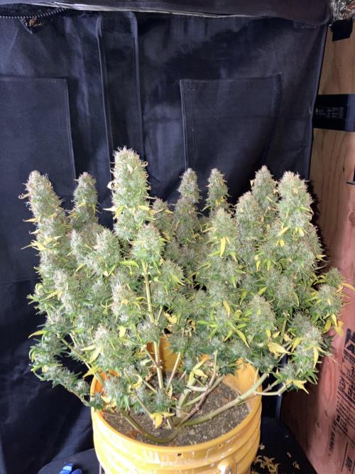 Gorilla Cookies Auto Fast Buds. Week 10