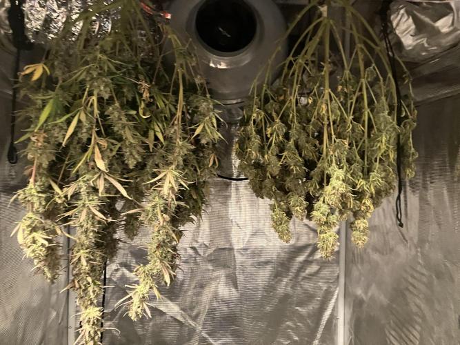 Gorilla Cookies Auto Fast Buds. Week 10