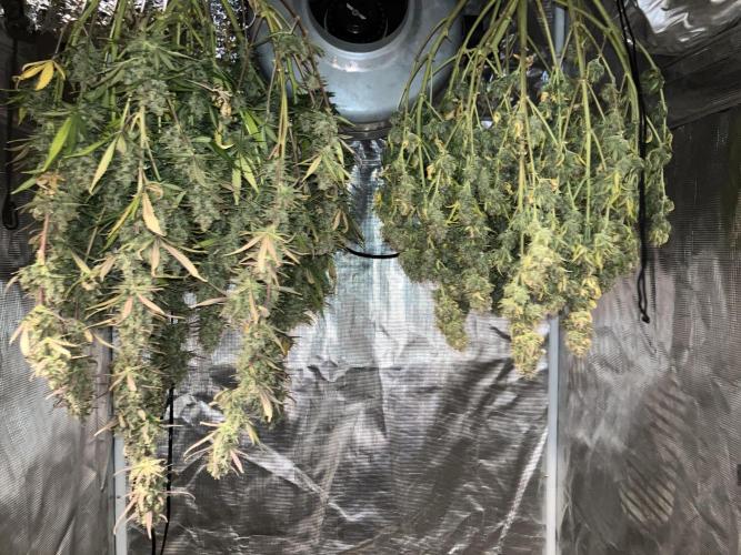 Gorilla Cookies Auto Fast Buds. Week 10