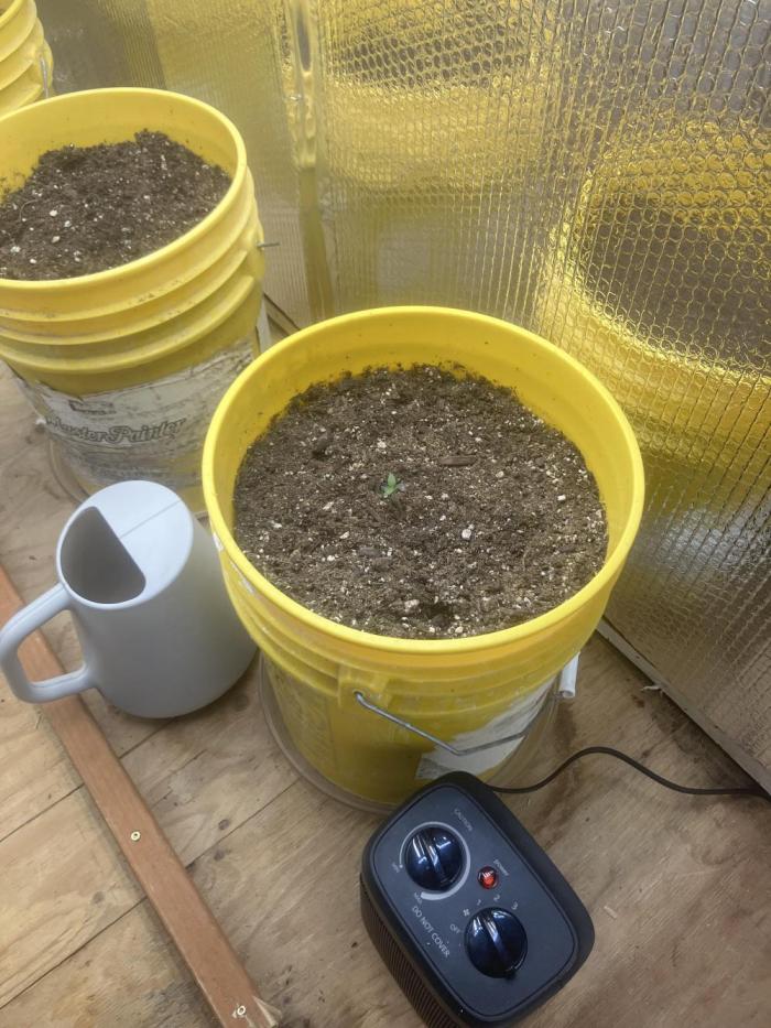 Gorilla Cookies Auto Fast Buds. Week 2