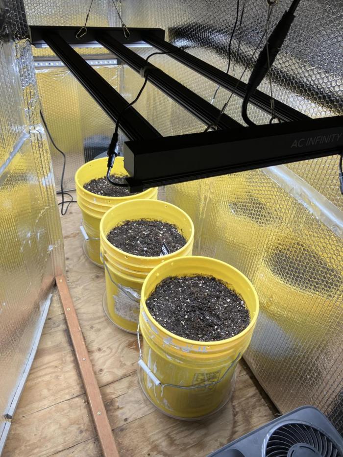 Blueberry Auto Fast Buds. Week 0