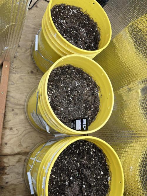 Blueberry Auto Fast Buds. Week 1