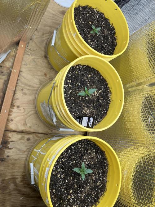 Blueberry Auto Fast Buds. Week 1