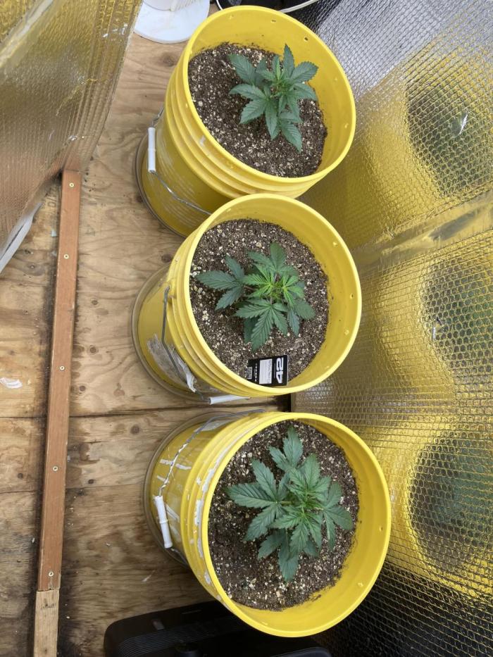 Blueberry Auto Fast Buds. Week 2