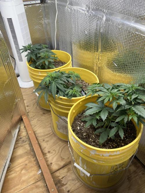 Blueberry Auto Fast Buds. Week 3