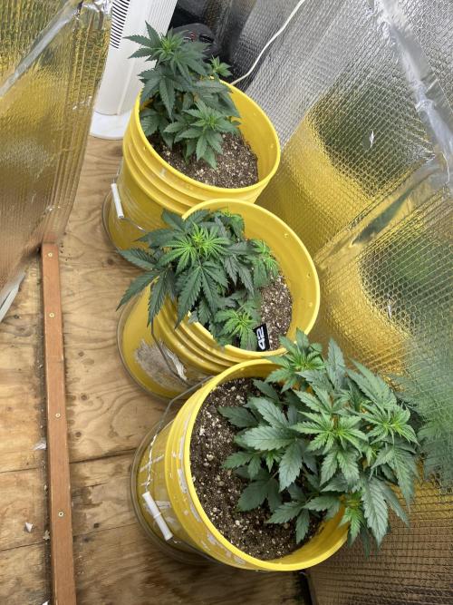 Blueberry Auto Fast Buds. Week 3