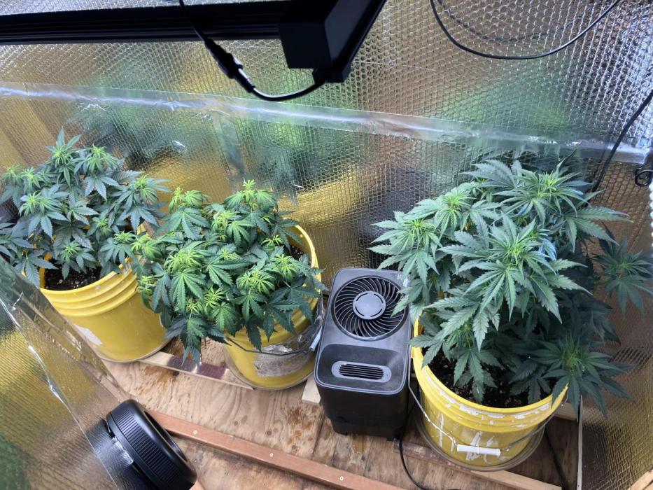 Blueberry Auto Fast Buds. Week 4