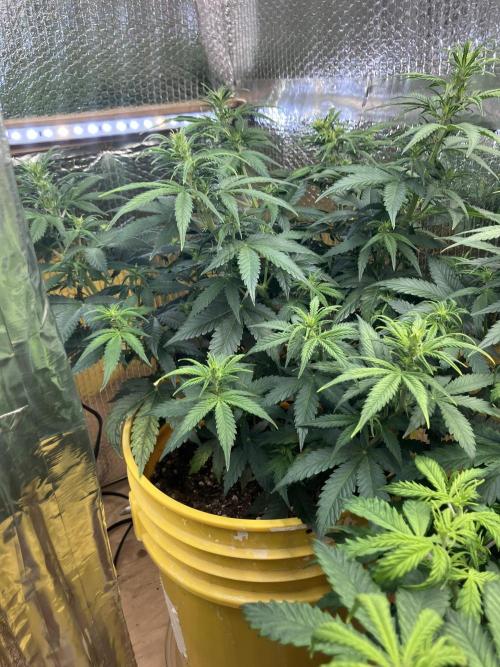 Blueberry Auto Fast Buds. Week 5