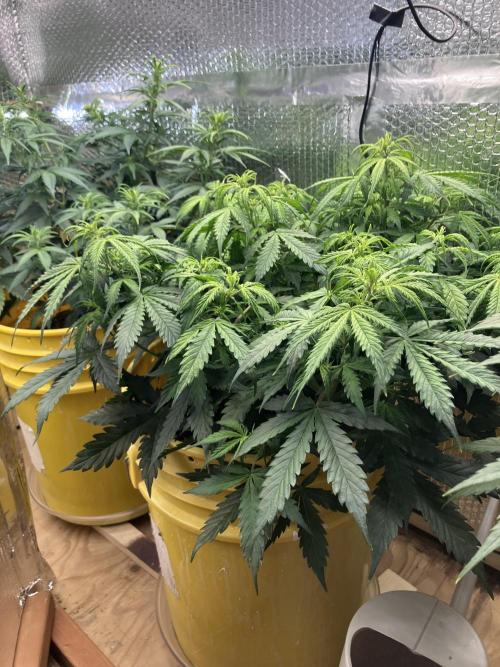Blueberry Auto Fast Buds. Week 5