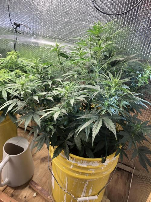 Blueberry Auto Fast Buds. Week 5
