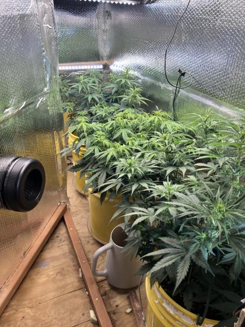 Blueberry Auto Fast Buds. Week 5