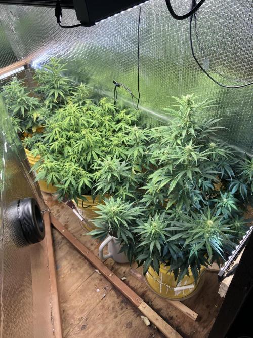 Blueberry Auto Fast Buds. Week 6