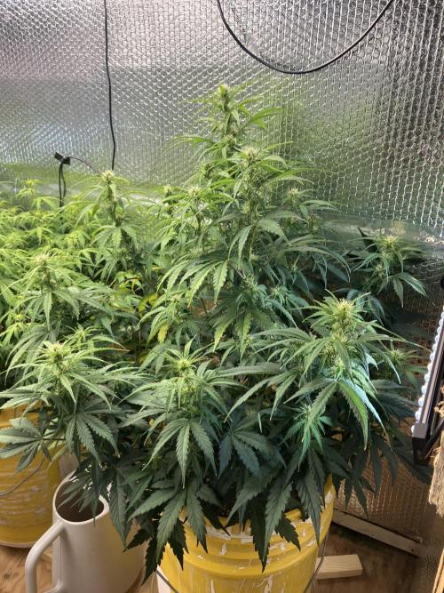 Blueberry Auto Fast Buds. Week 6 - Mix pack